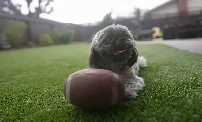 Petscape Package