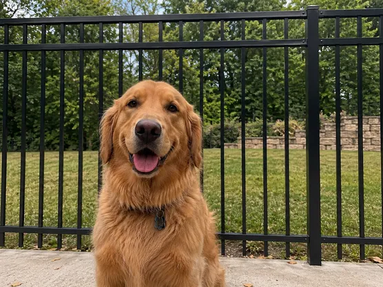 Dog beside a metal/aluminum installed by Ergeon
