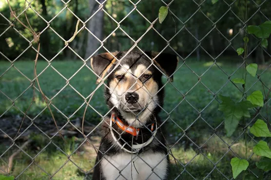 Dog beside a chain link installed by Ergeon