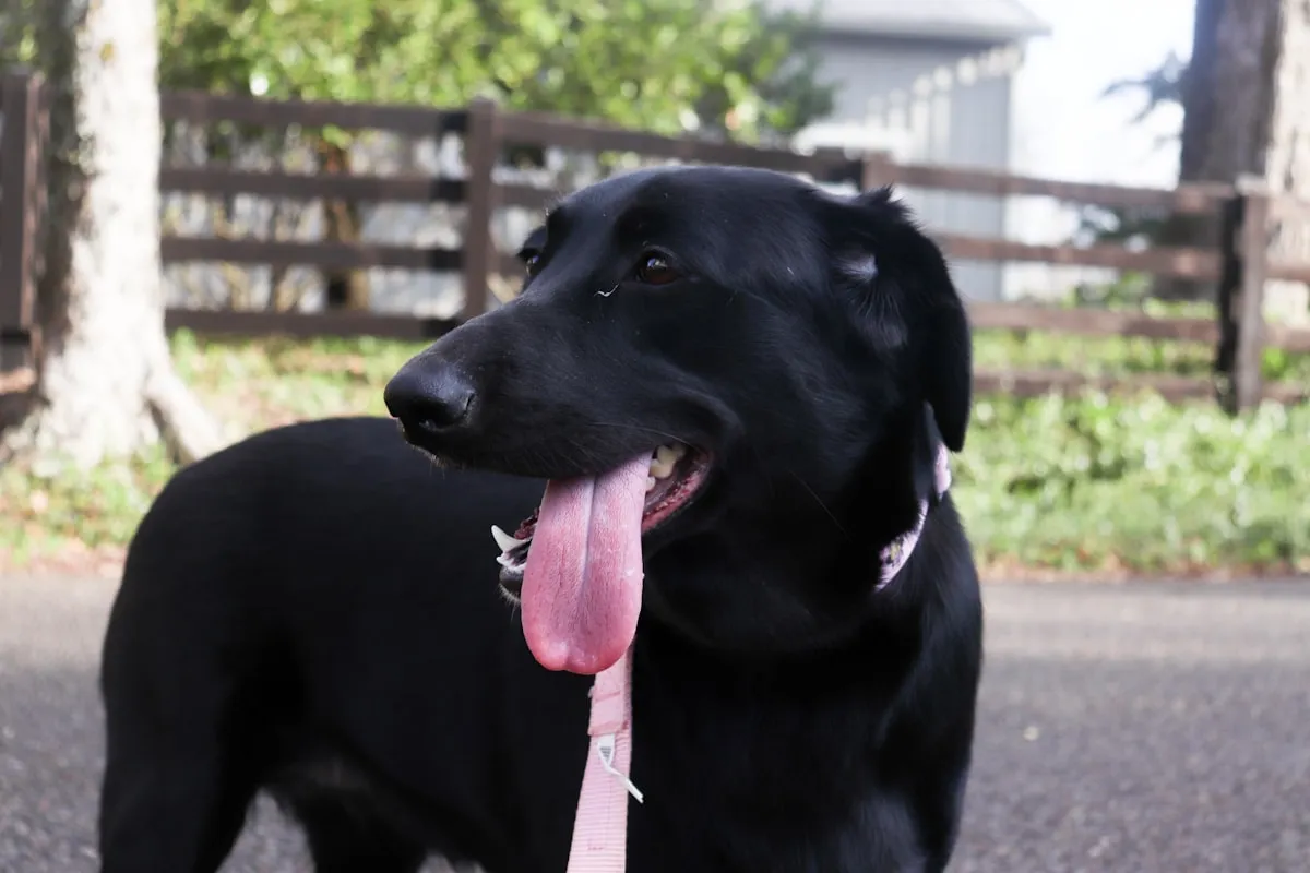 Happy dog in a fenced backyard