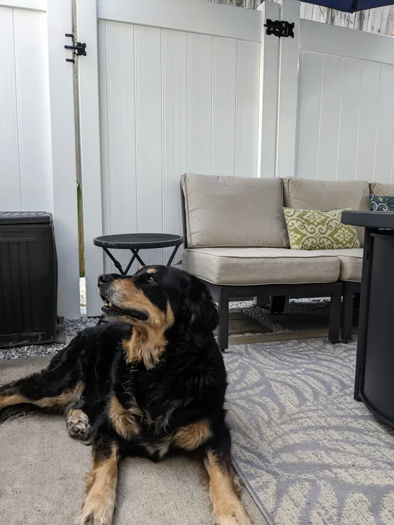 Dog beside a vinyl fencing installed by Ergeon