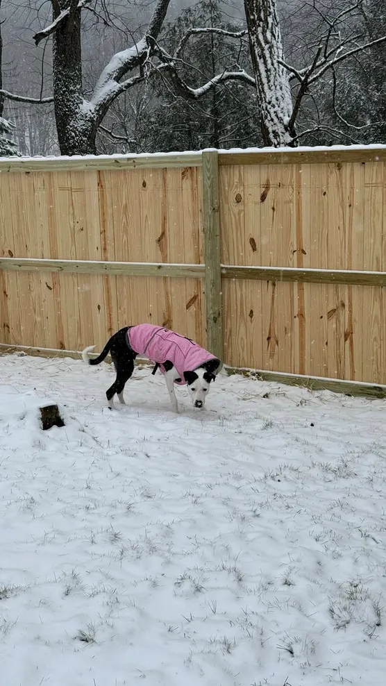 Dog beside a wood fencing installed by Ergeon
