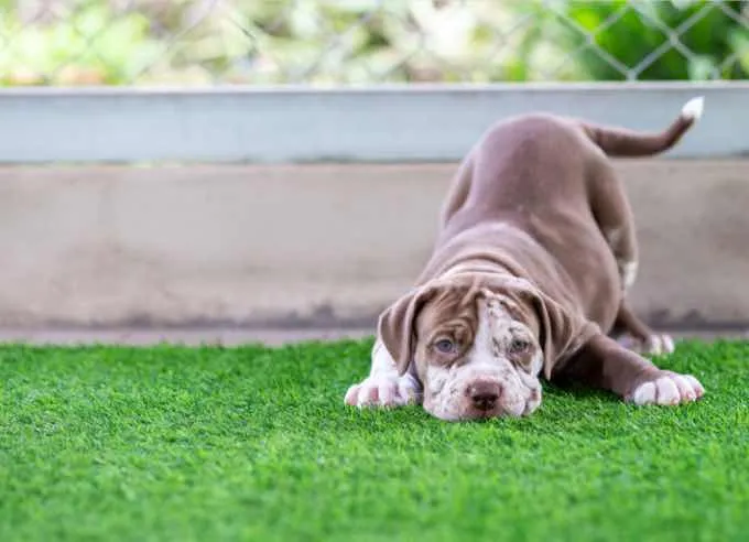 Cute puppy on artificial grass designed for pet-friendly outdoor spaces